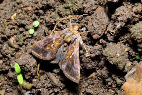 Réf. 270 397 : Chrysodeixis chalcites
